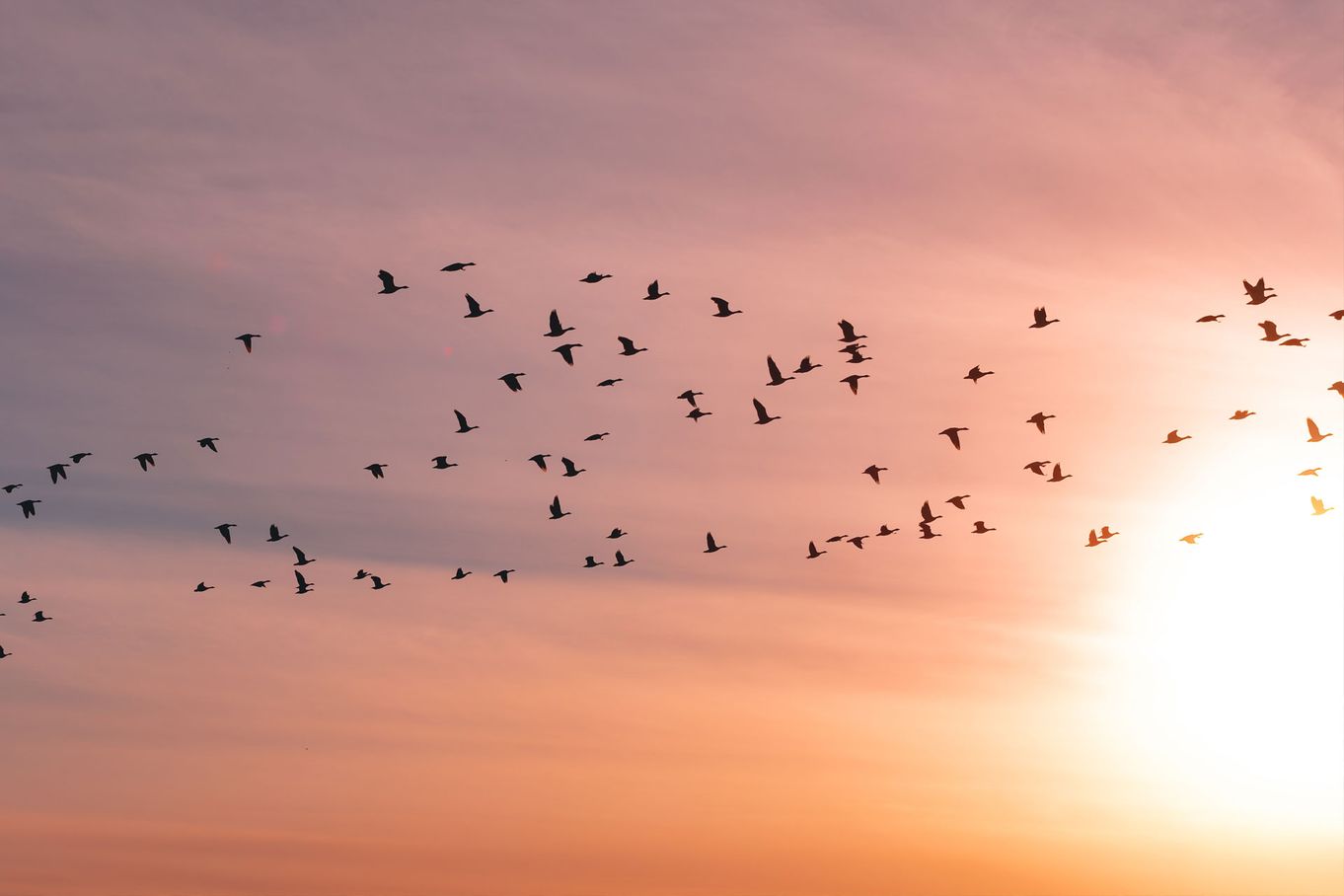 Flying visitors